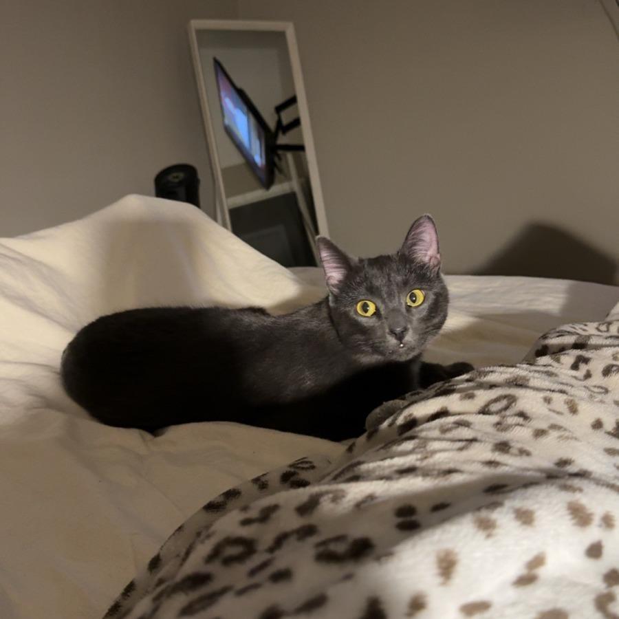 Enlarge Skillet--In Foster, a Adoptable Domestic Short Hair in Fargo, ND image 2/6