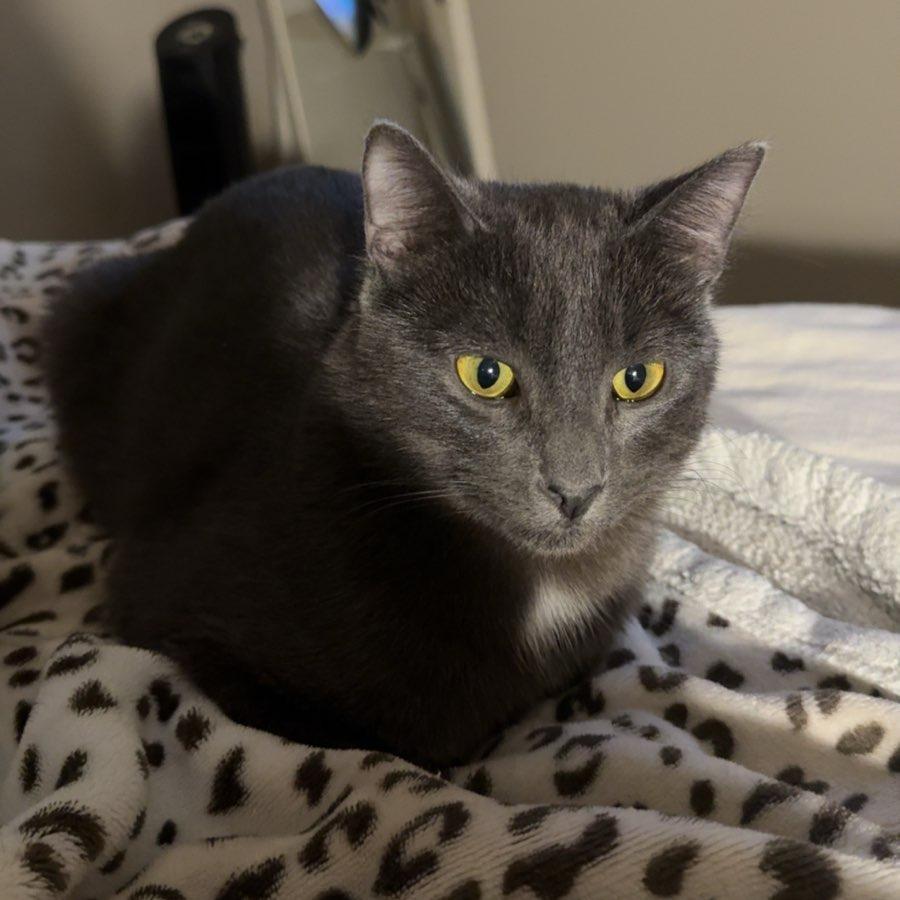 Enlarge Skillet--In Foster, a Adoptable Domestic Short Hair in Fargo, ND image 3/6