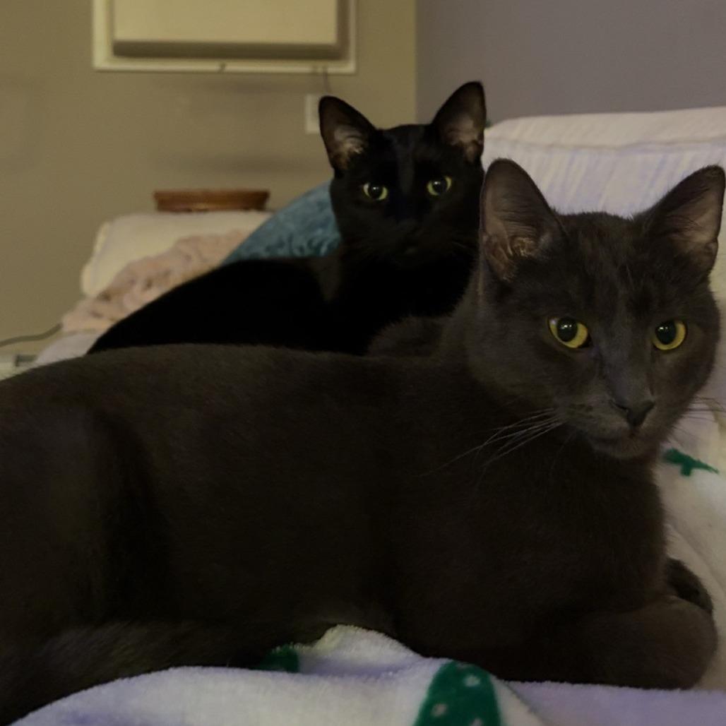 Enlarge Skillet--In Foster, a Adoptable Domestic Short Hair in Fargo, ND image 4/6