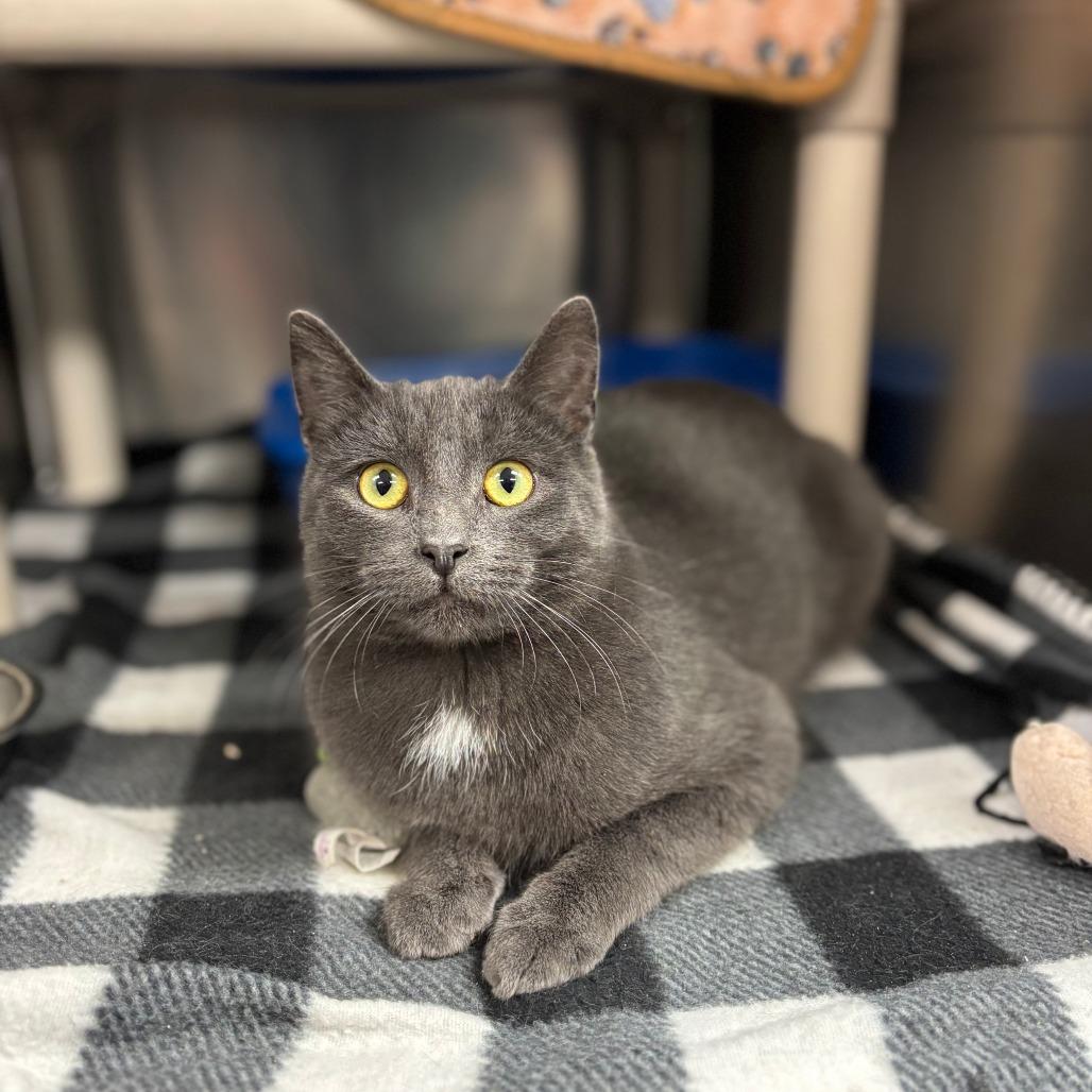 Enlarge Skillet--In Foster, a Adoptable Domestic Short Hair in Fargo, ND image 1/1