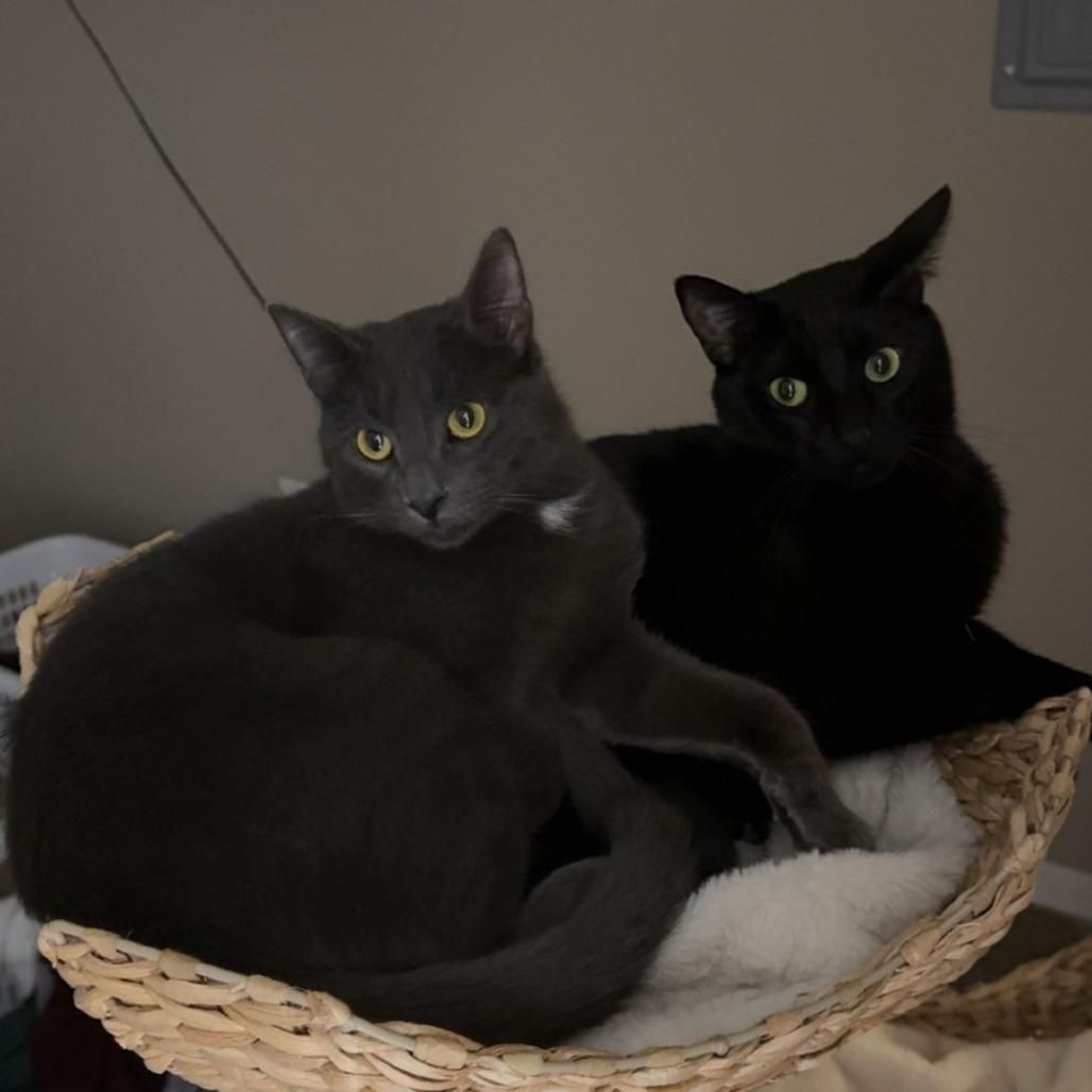 Enlarge Skillet--In Foster, a Adoptable Domestic Short Hair in Fargo, ND image 6/6