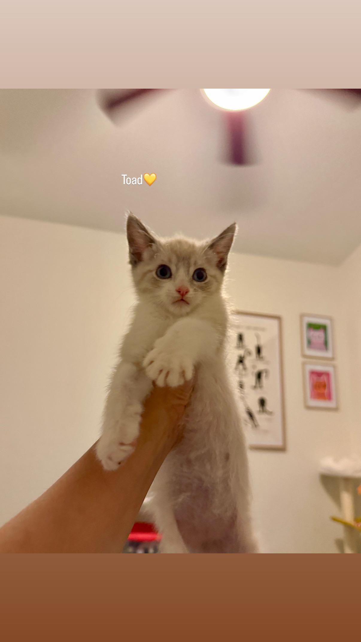 Toad, a Adopted Domestic Medium Hair in Chandler, AZ image 1/2