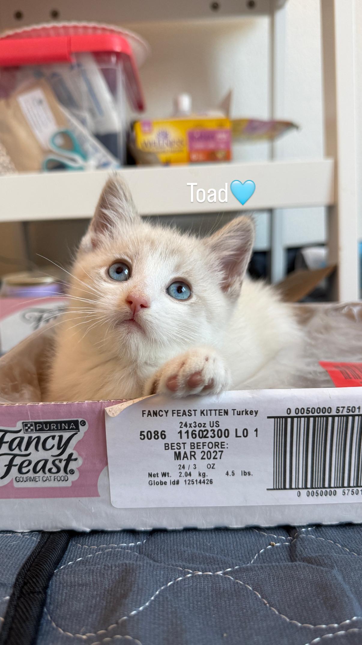 Toad, a Adopted Domestic Medium Hair in Chandler, AZ image 2/2