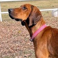 Sage (NM), ADOPTABLE, Young Female Redbone Coonhound.