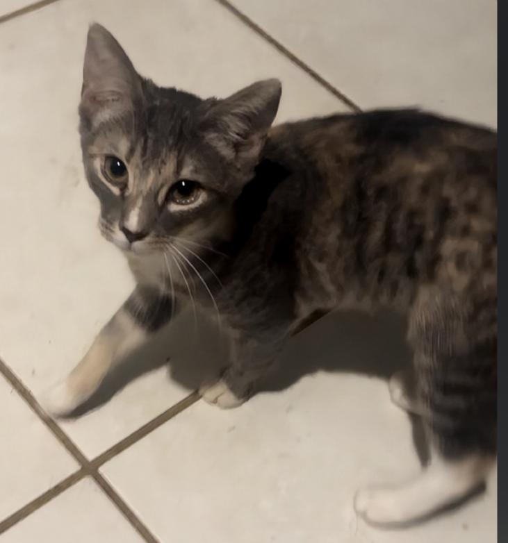 Enlarge Amber, a Adopted Domestic Short Hair in Phoenix, AZ image 1/1