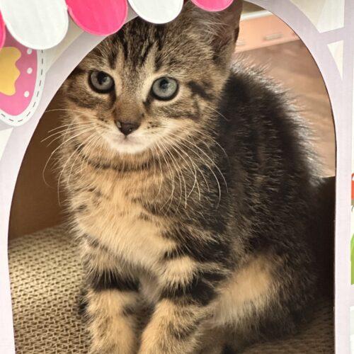 Nachos Bellgrande, Adoptable, Kitten Male Domestic Short Hair.