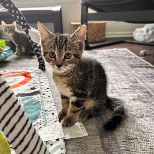 Nachos Bellgrande, a Adoptable Domestic Short Hair in Canal Winchester, OH image 2/5
