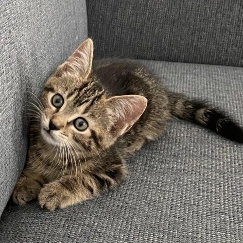 Nachos Bellgrande, a Adoptable Domestic Short Hair in Canal Winchester, OH image 3/5