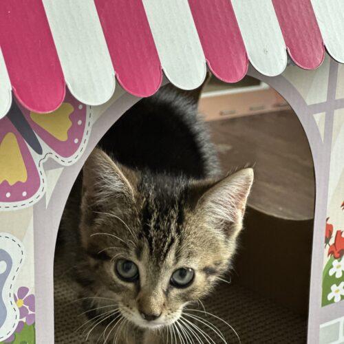 Nachos Bellgrande, a Adoptable Domestic Short Hair in Canal Winchester, OH image 4/5