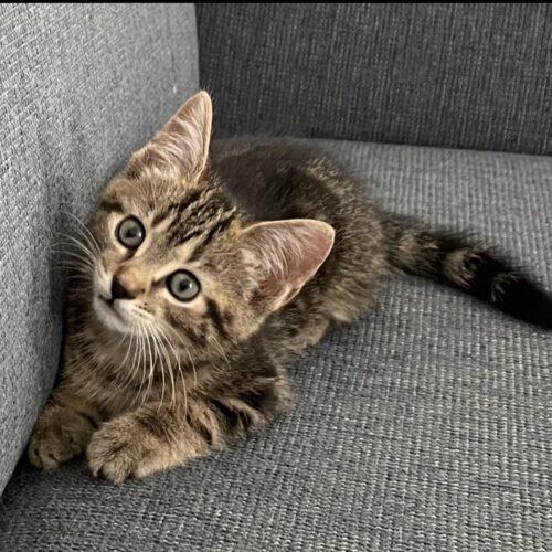 Nachos Bellgrande, a Adoptable Domestic Short Hair in Canal Winchester, OH image 5/5