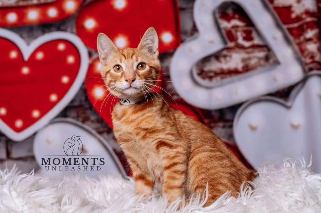 Enlarge Fancy Stardust, a ADOPTABLE Domestic Short Hair in Myakka City, FL image 2/3