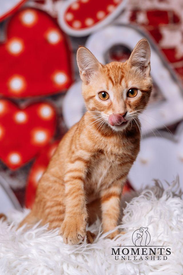 Enlarge Fancy Stardust, a ADOPTABLE Domestic Short Hair in Myakka City, FL image 3/3