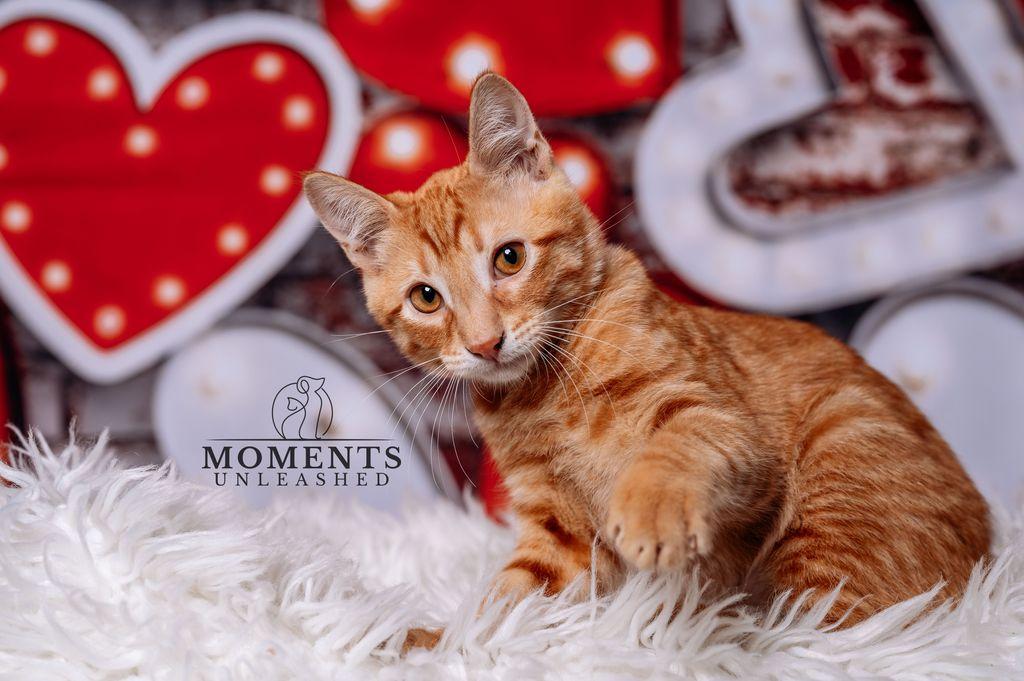 Enlarge Fancy Stardust, a ADOPTABLE Domestic Short Hair in Myakka City, FL image 1/3