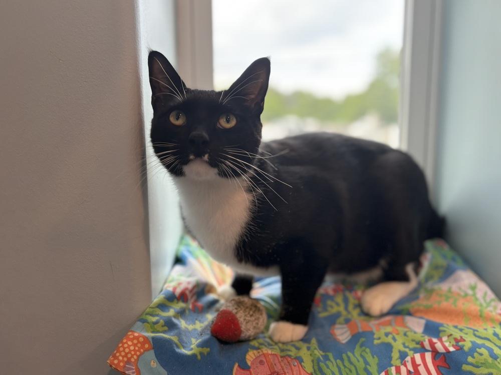 Enlarge Fang, a Adoptable mixed breed in Norristown, PA image 2/2