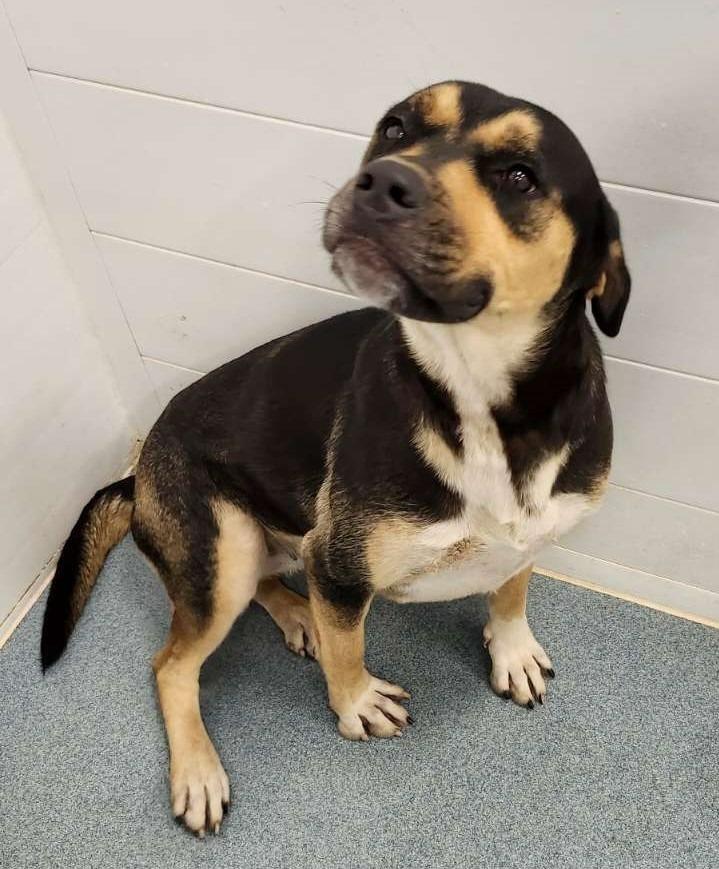 Trixie, Adoptable, Adult Female Rottweiler & German Shepherd Dog.