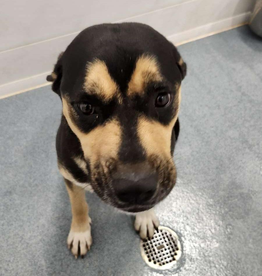 Enlarge Trixie, a Adoptable mixed breed in Portland, IN image 1/6