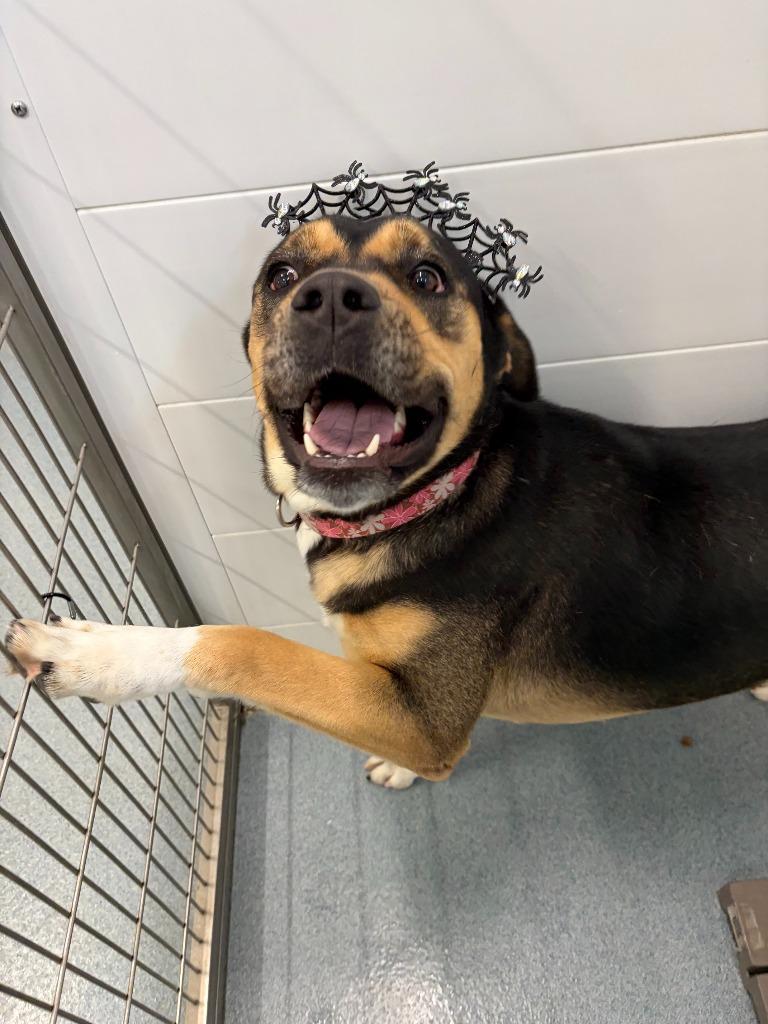 Trixie, a Adoptable mixed breed in Portland, IN image 4/6