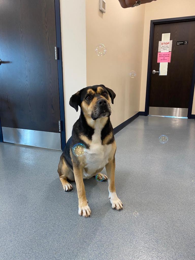 Trixie, a Adoptable mixed breed in Portland, IN image 2/6