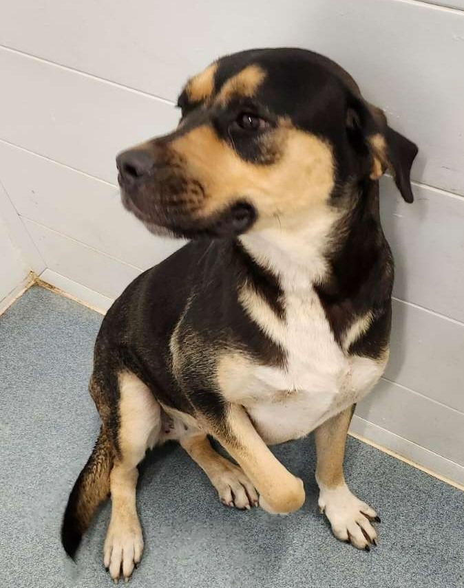 Enlarge Trixie, a Adoptable mixed breed in Portland, IN image 2/6