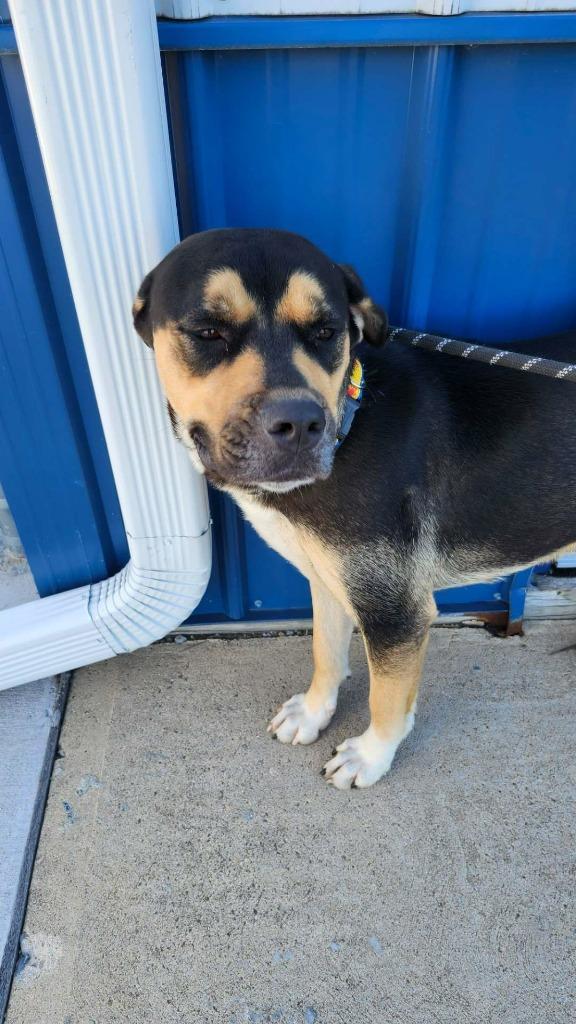 Trixie, a Adoptable mixed breed in Portland, IN image 5/6