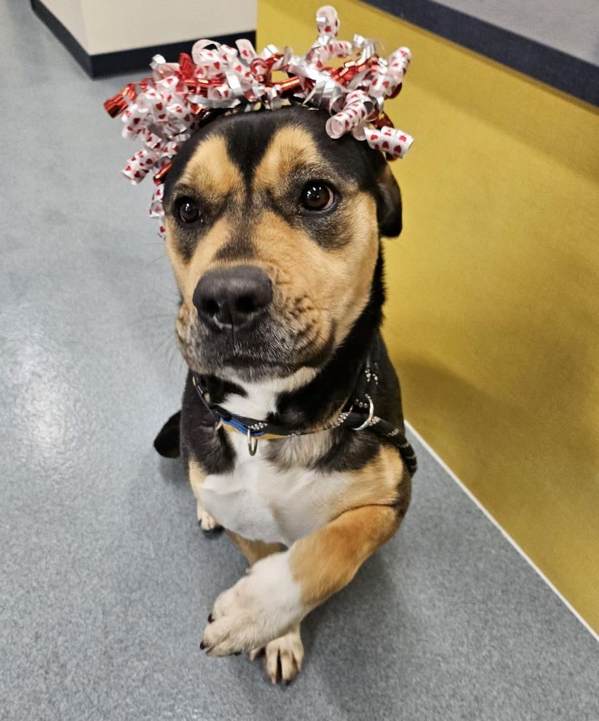 Enlarge Trixie, a Adoptable mixed breed in Portland, IN image 3/6