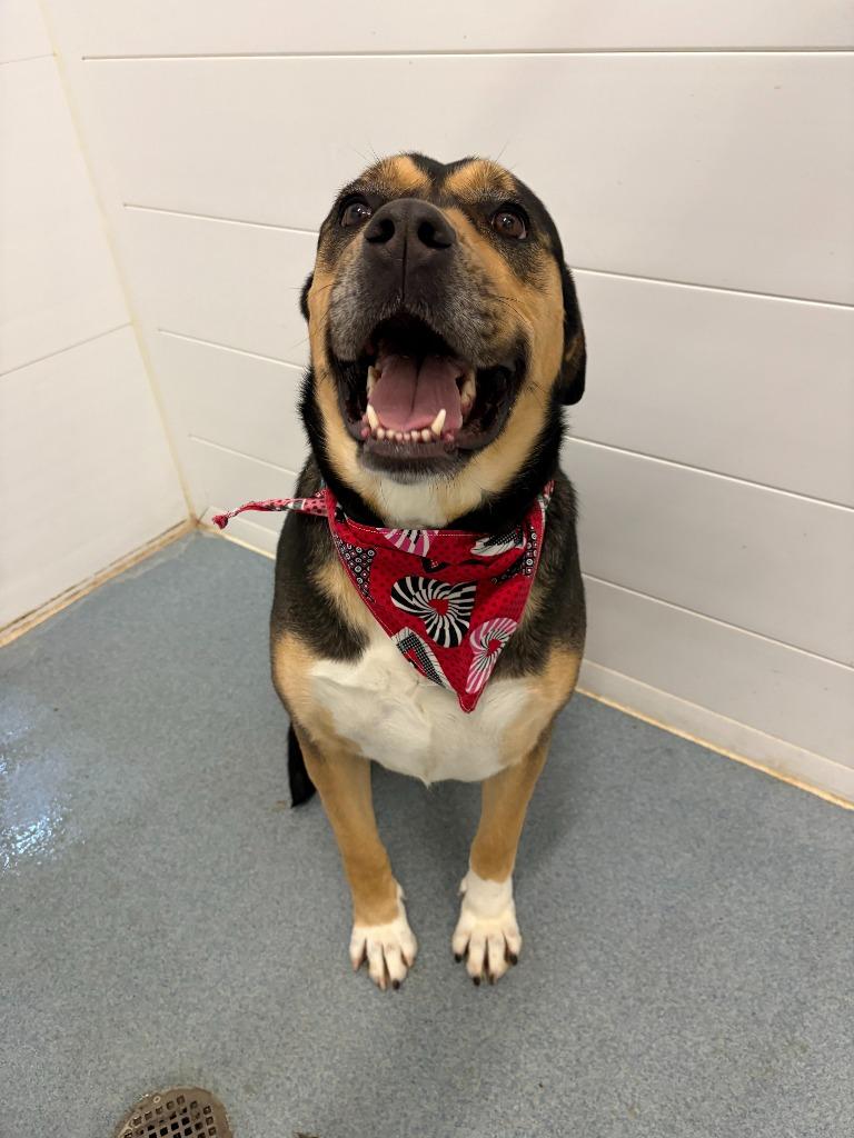 Enlarge Trixie, a Adoptable mixed breed in Portland, IN image 6/6