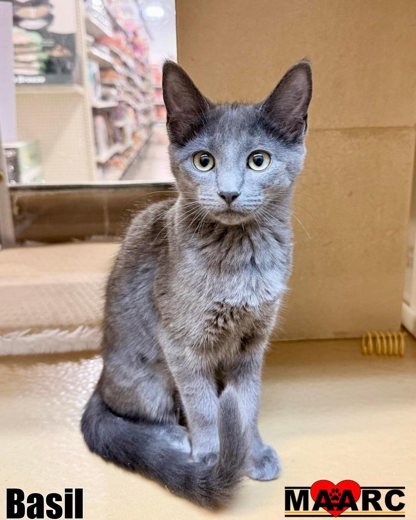 Enlarge Basil, a Adoptable mixed breed in Maryville, TN image 1/1