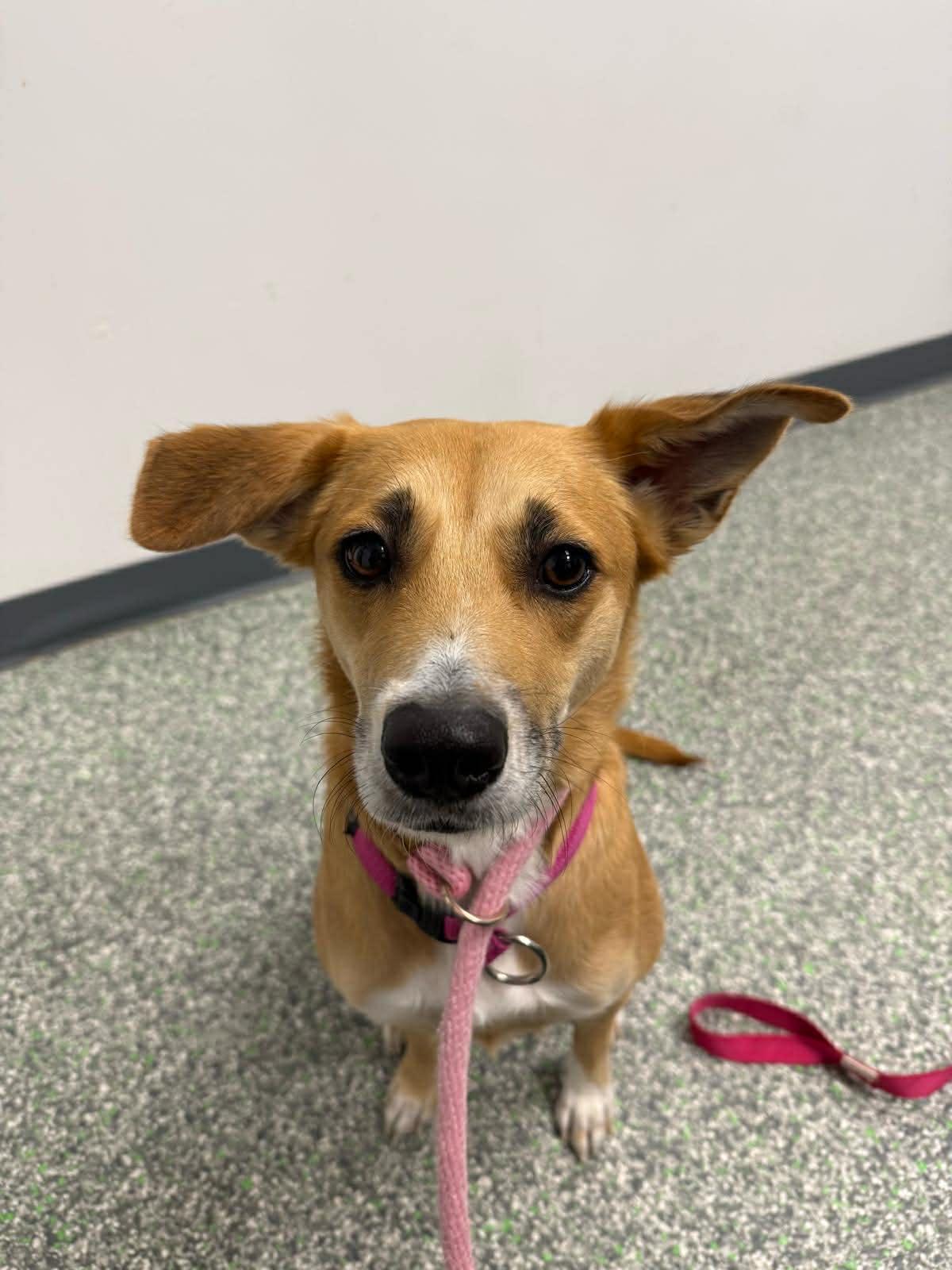 Enlarge Khaleesi, an adopted mixed breed in Edmonton, AB image 1/5