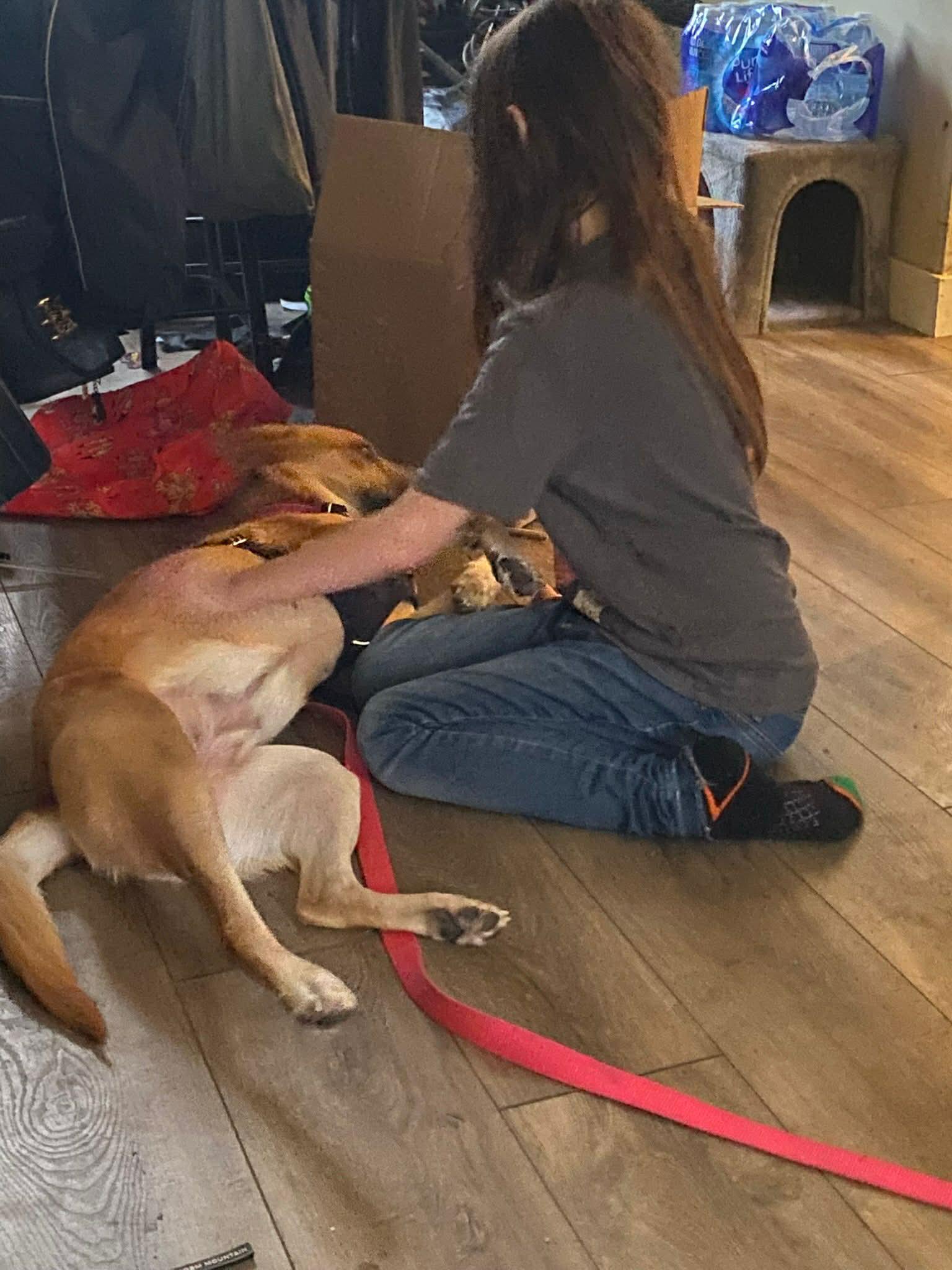 Enlarge Khaleesi, an adopted mixed breed in Edmonton, AB image 5/5