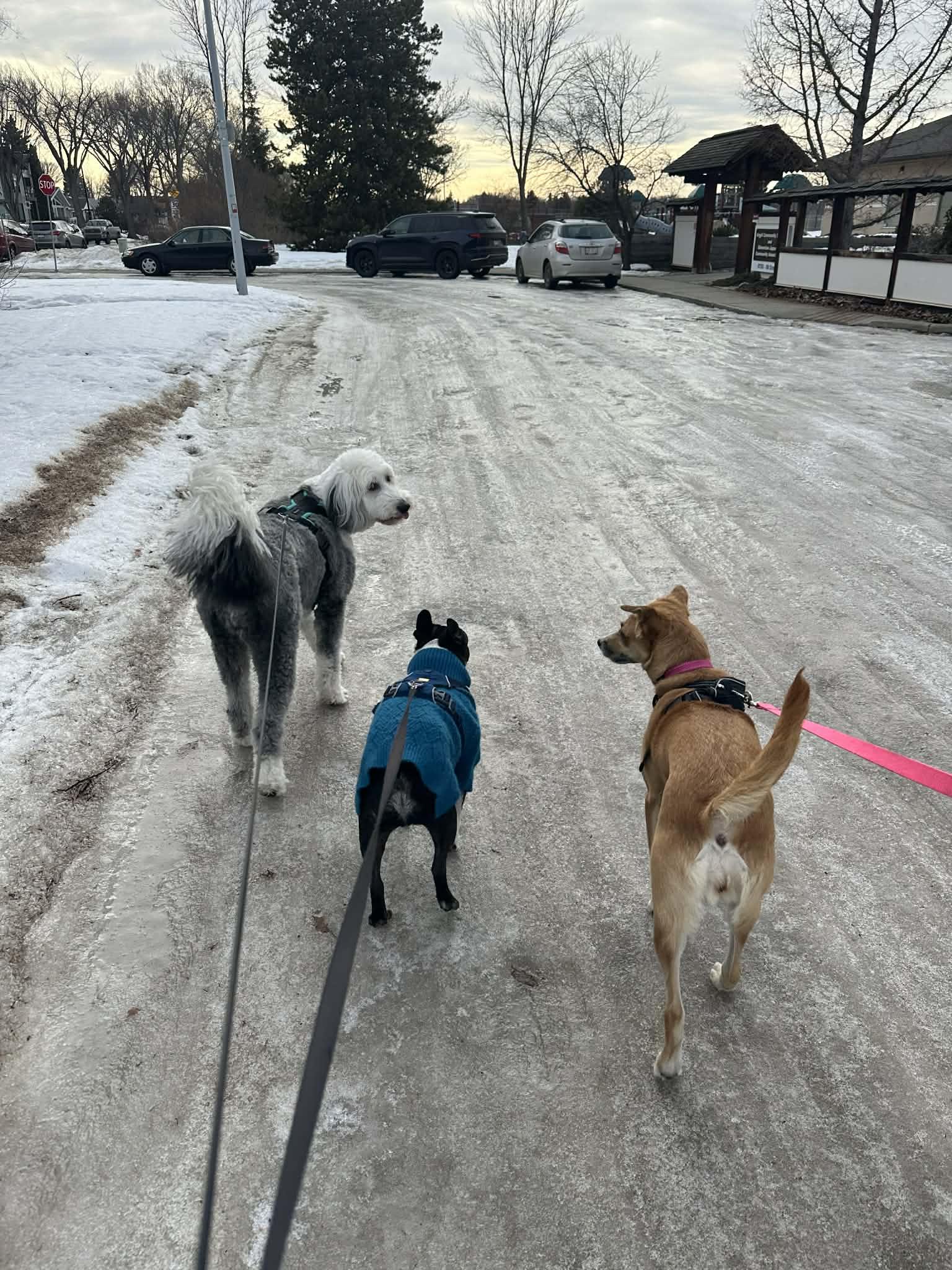 Enlarge Khaleesi, an adopted mixed breed in Edmonton, AB image 4/5