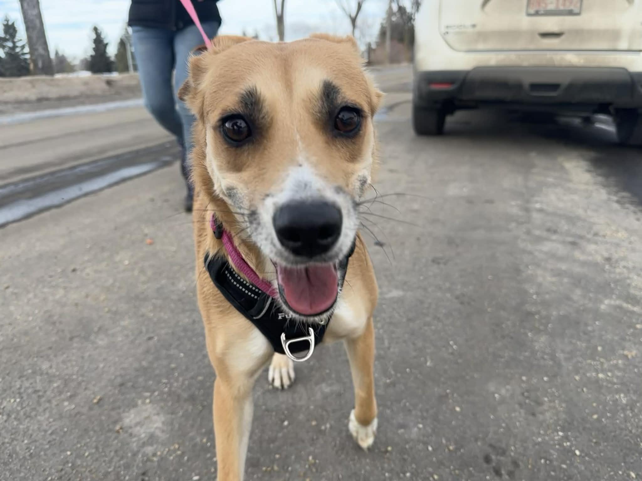 Enlarge Khaleesi, an adopted mixed breed in Edmonton, AB image 3/5