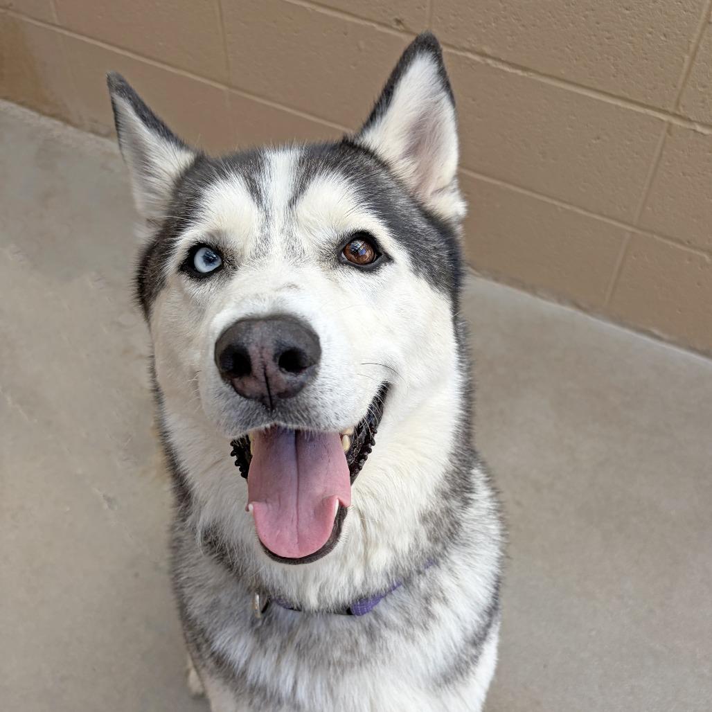 Chase, Adoptable, Adult Male Siberian Husky.