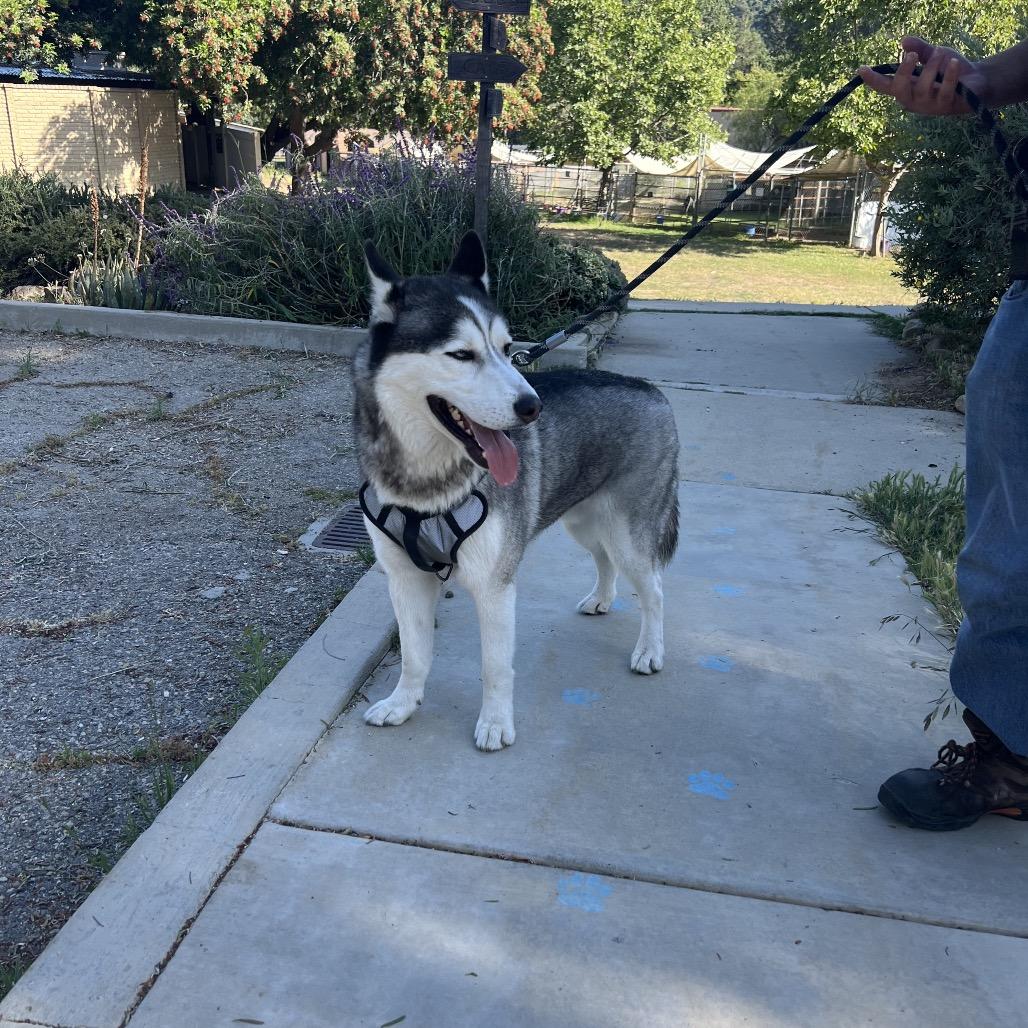 Chase, Adoptable, Adult Male Siberian Husky.