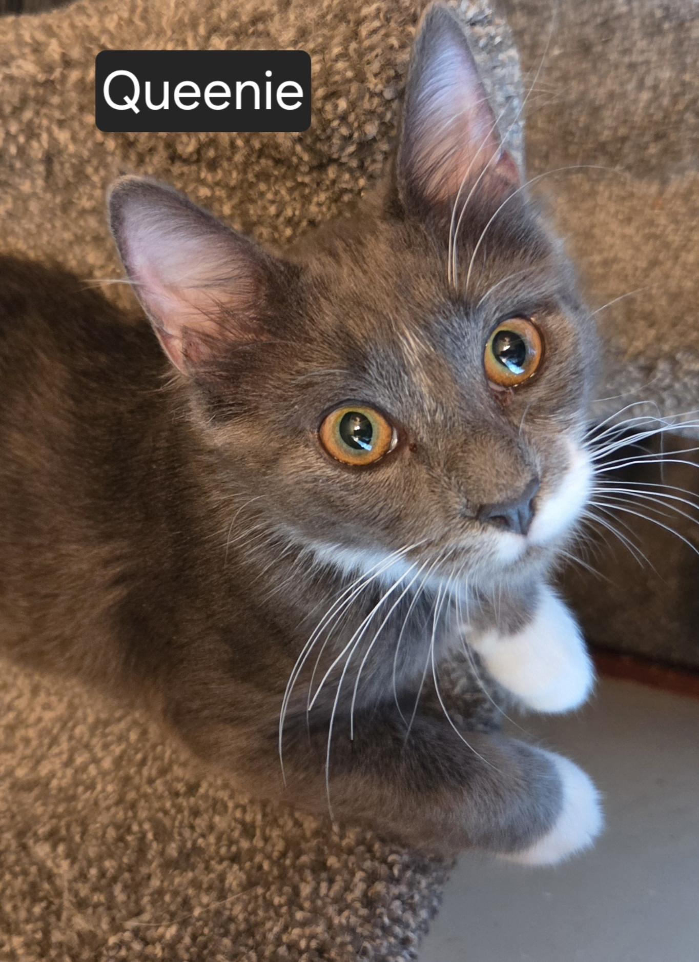 Queenie, Adoptable, Kitten Female Domestic Medium Hair.
