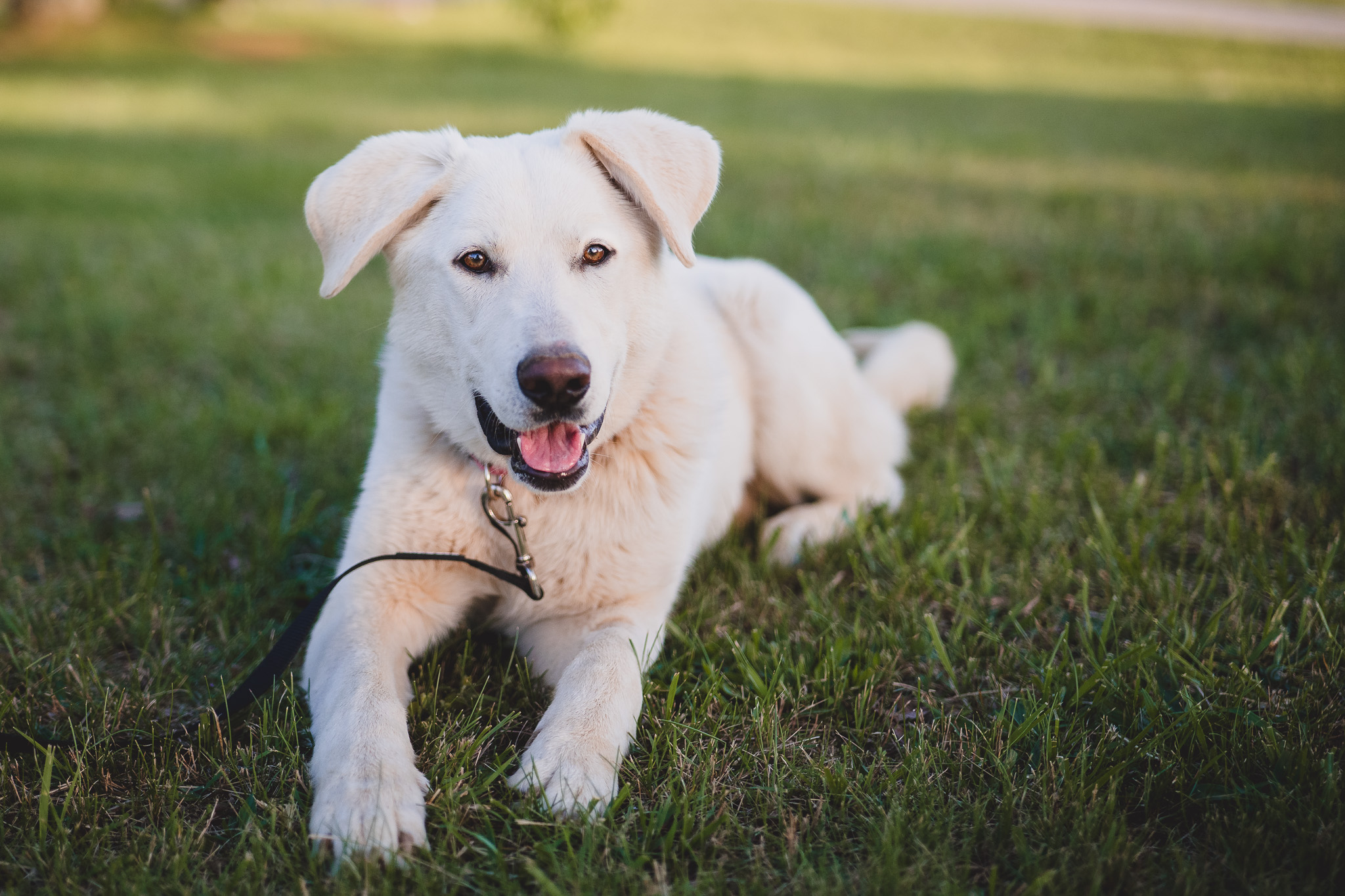 Snowy, an adoptable Labrador Retriever in Gradyville, KY, 42742 | Photo Image 4