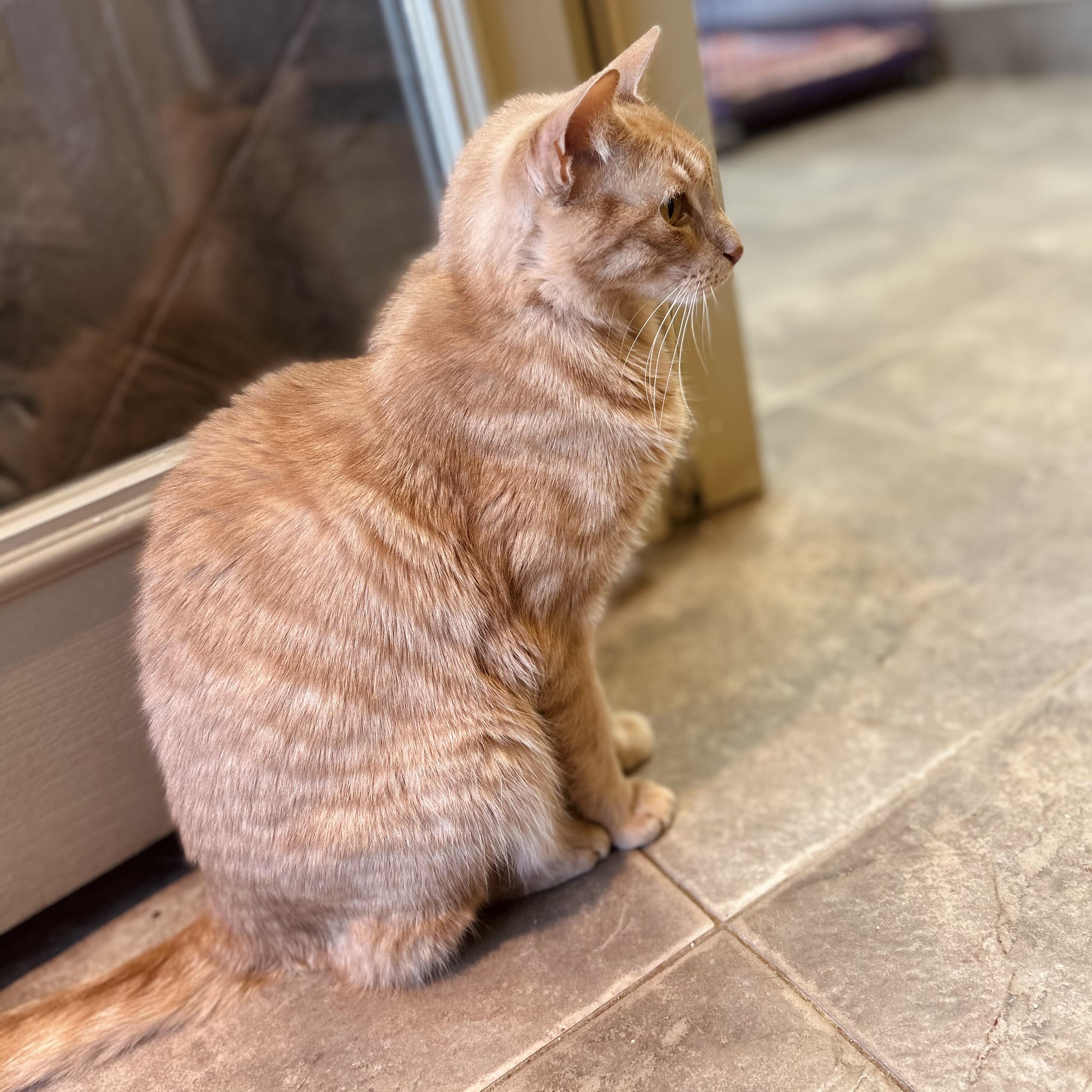 Enlarge Blaze, a Adoptable Domestic Medium Hair in Seguin, TX image 2/4