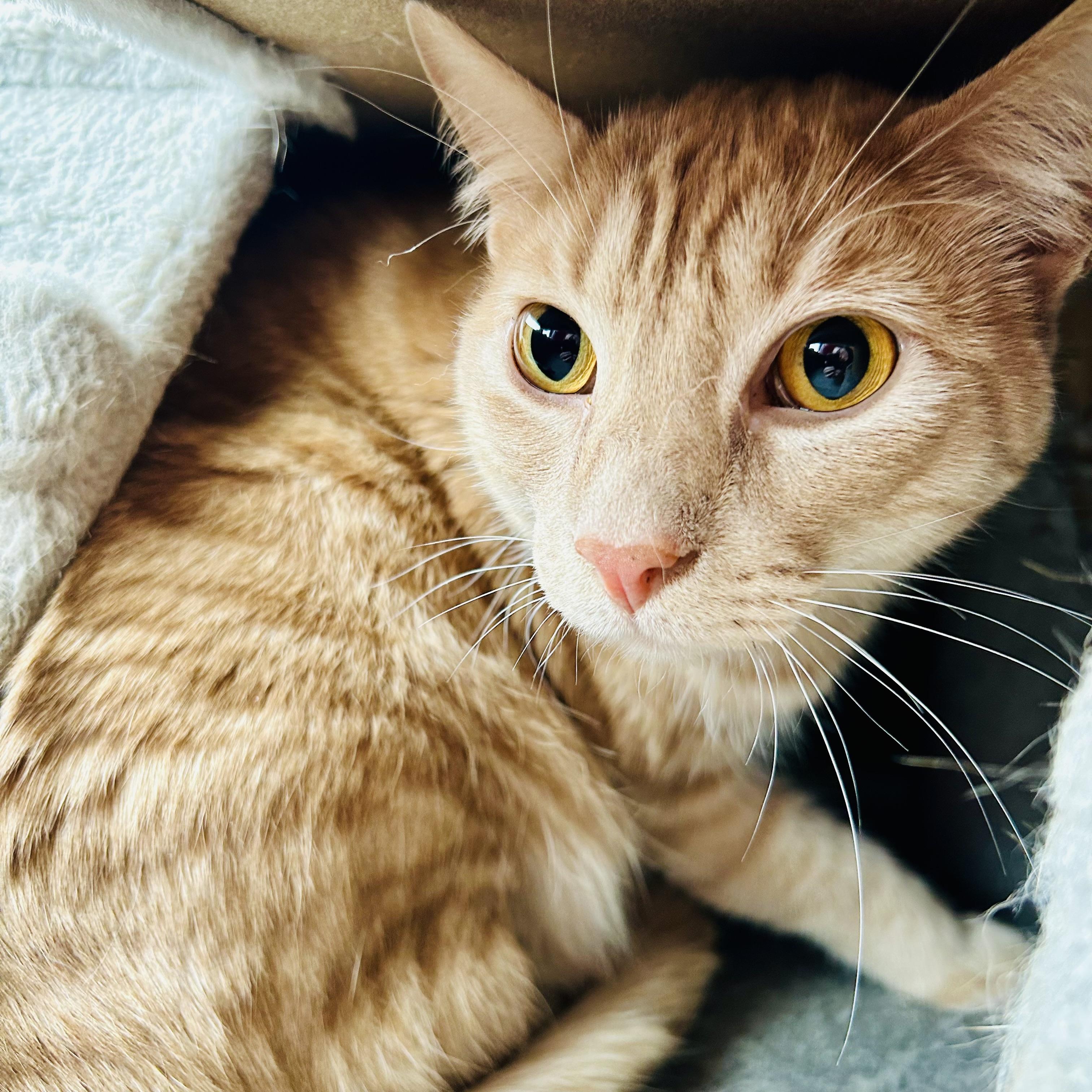 Enlarge Blaze, a Adoptable Domestic Medium Hair in Seguin, TX image 2/3