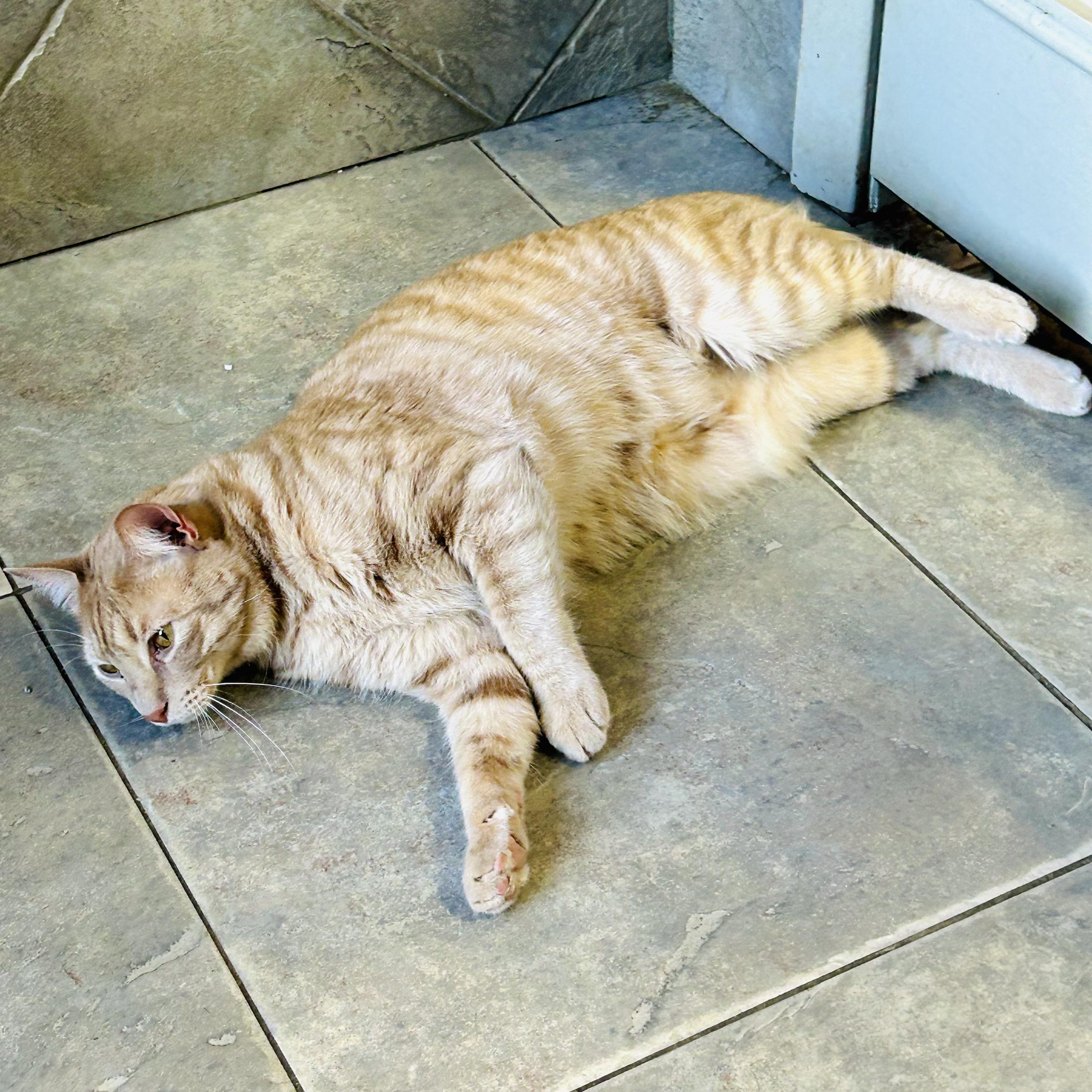 Enlarge Blaze, a Adoptable Domestic Medium Hair in Seguin, TX image 3/3