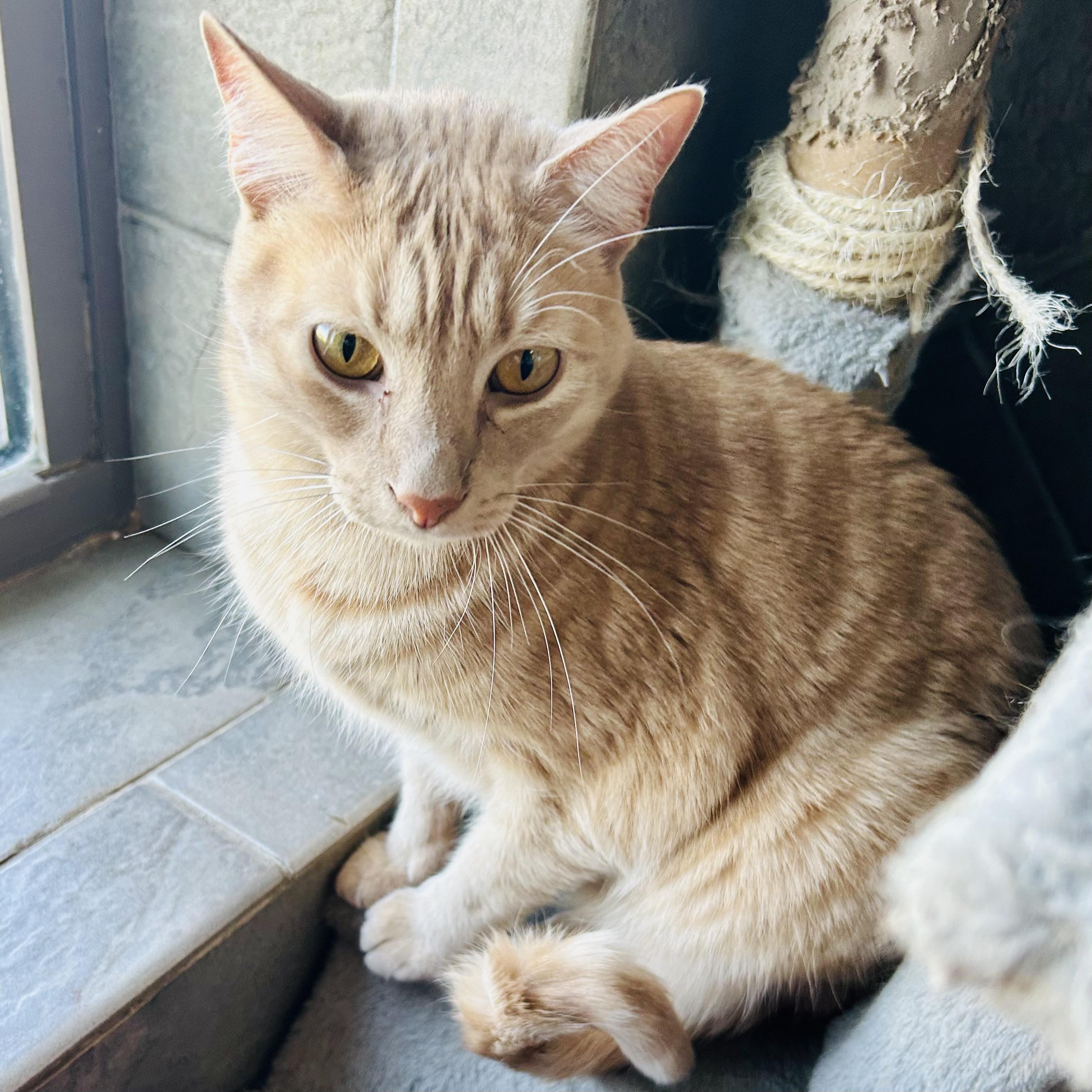 Blaze, Adoptable, Adult Male Domestic Medium Hair.