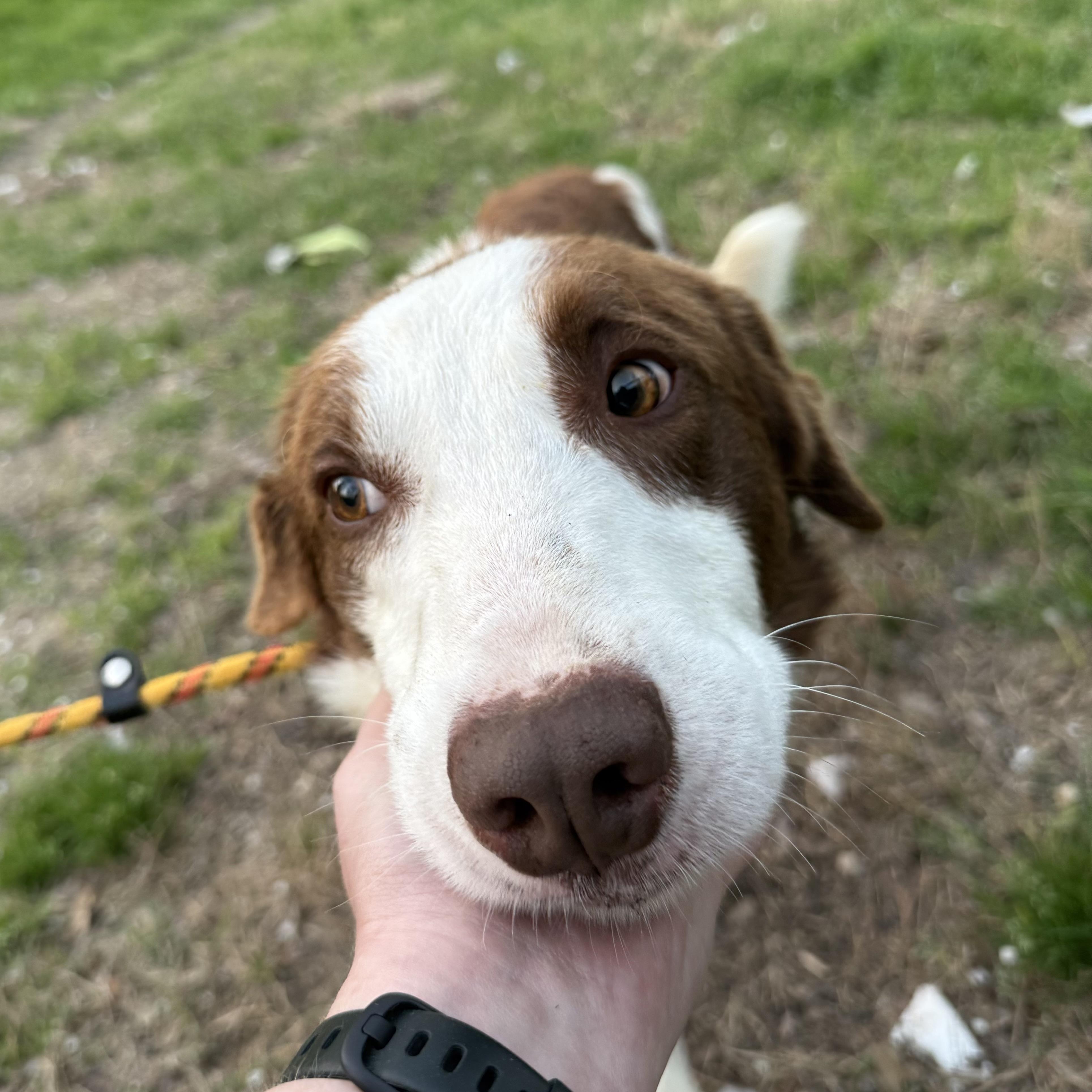Enlarge Beacon, an adopted Border Collie in Richmond Hill, GA image 2/6
