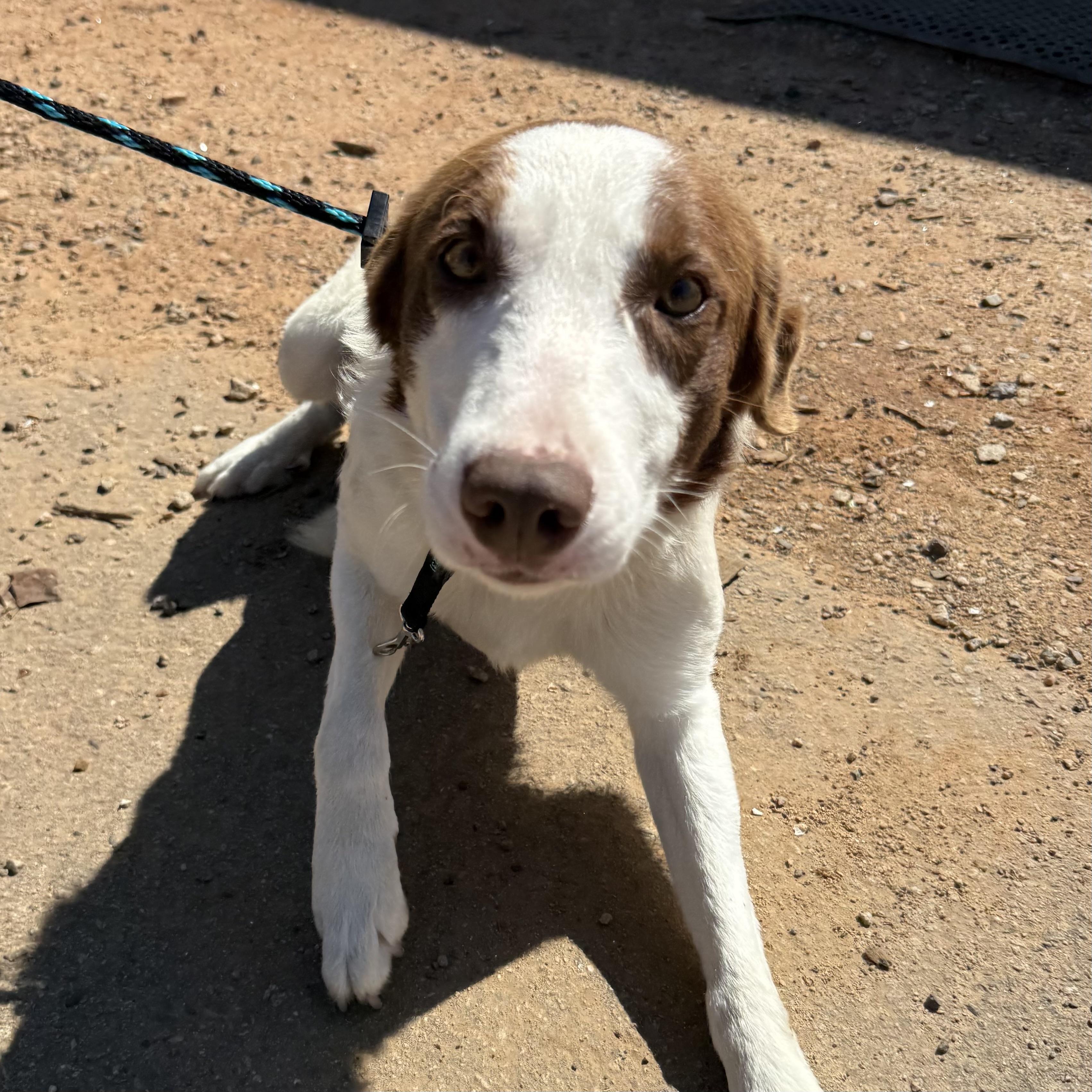 Enlarge Beacon, an adopted Border Collie in Richmond Hill, GA image 3/6