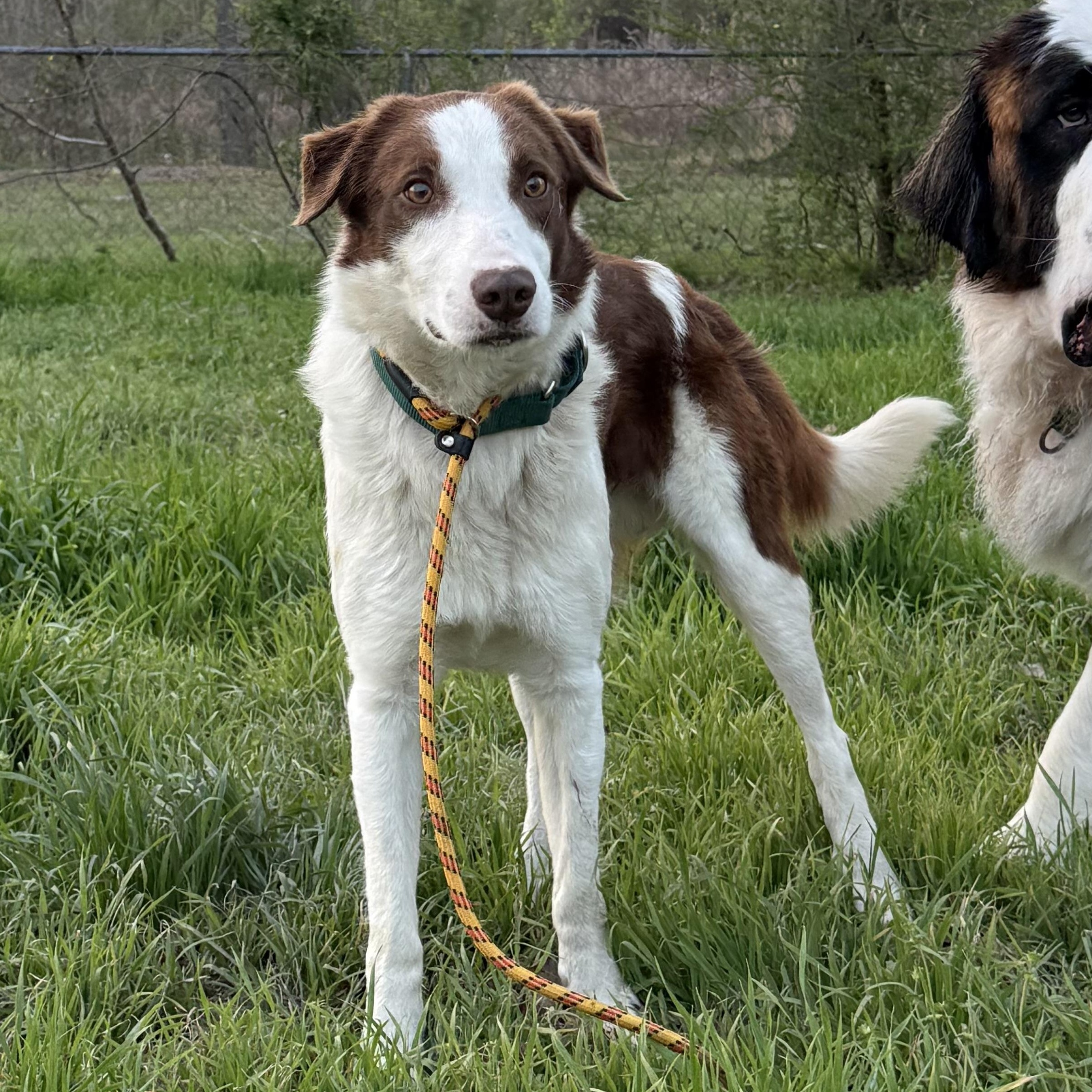 Enlarge Beacon, an adopted Border Collie in Richmond Hill, GA image 1/6