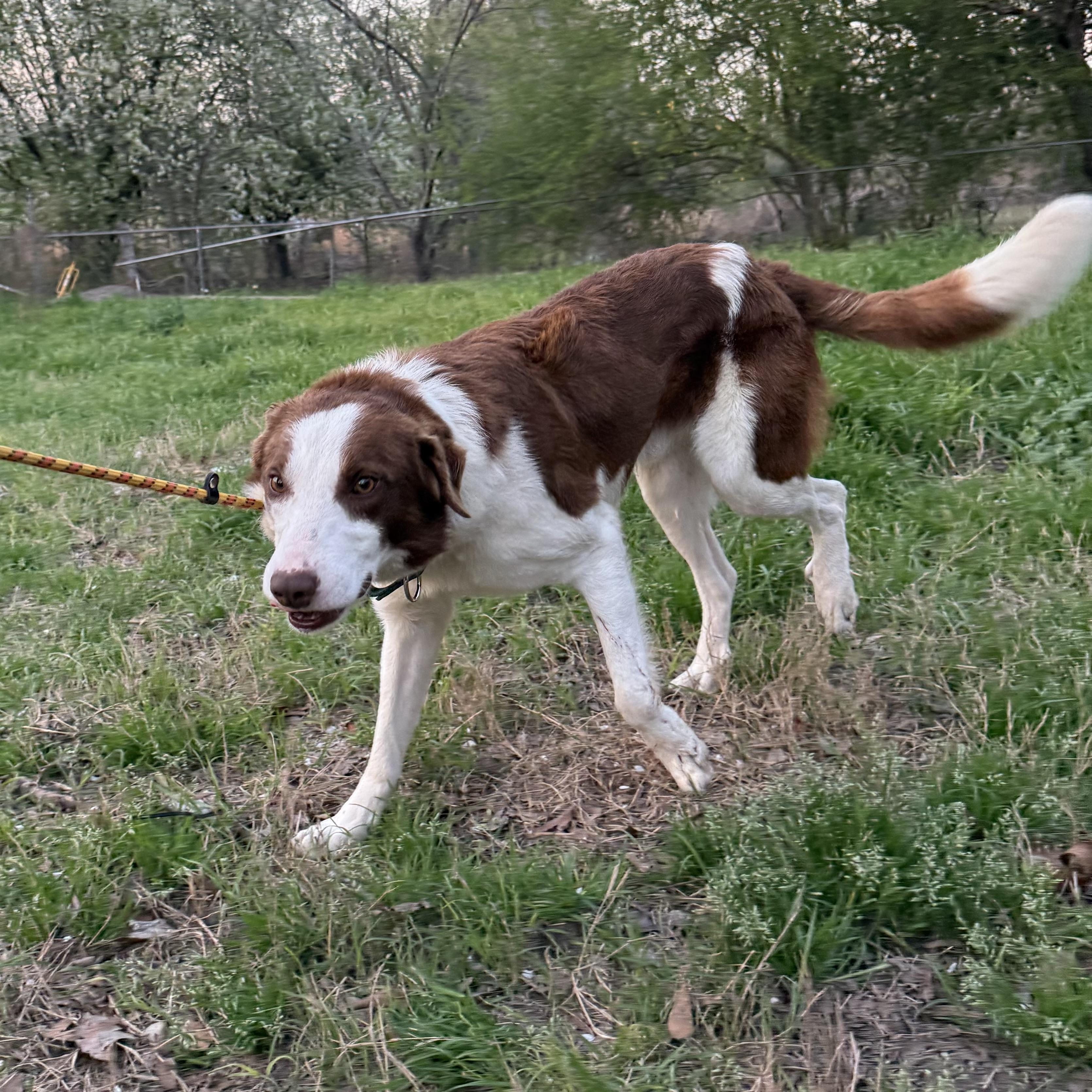 Enlarge Beacon, an adopted Border Collie in Richmond Hill, GA image 5/6