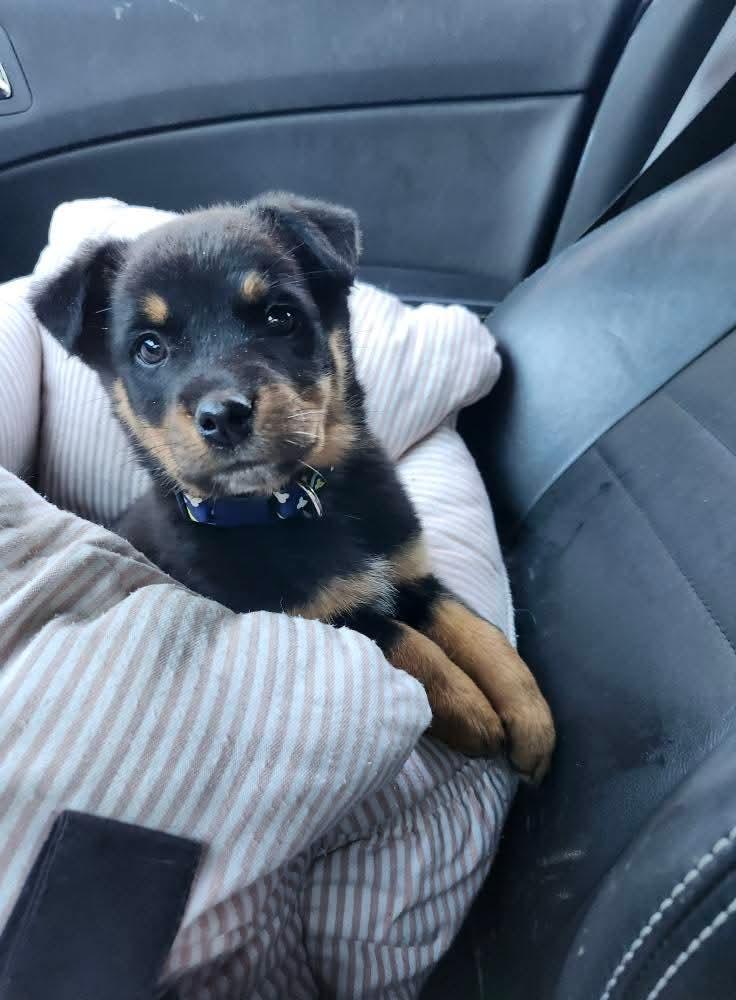 Enlarge Dexter, an adopted mixed breed in Cosby, TN image 1/3