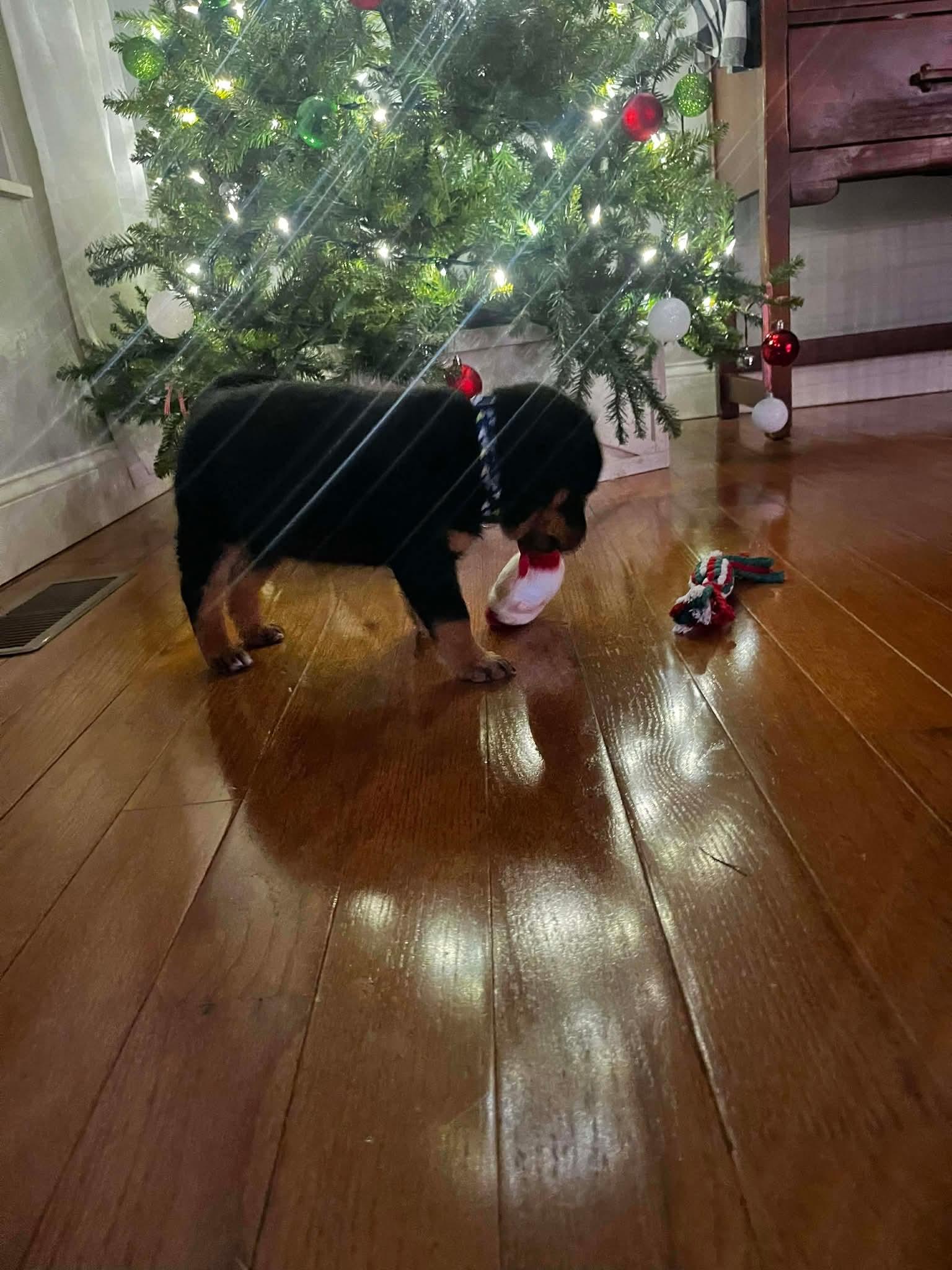 Enlarge Dexter, an adopted mixed breed in Cosby, TN image 2/3