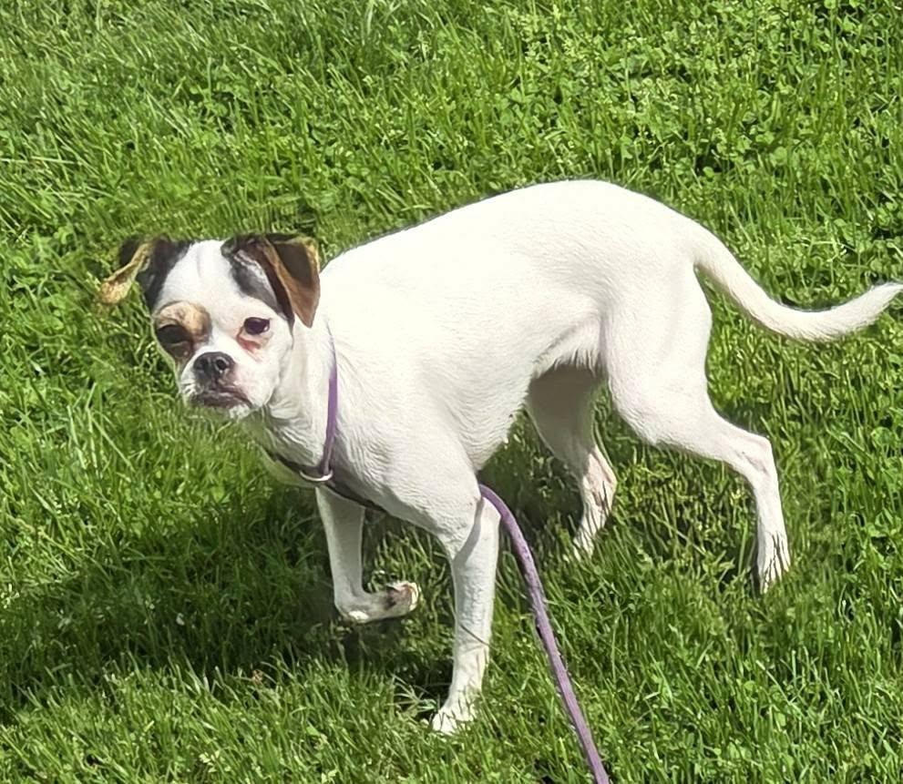 Carmen & Chloe, Adoptable, Adult Female Whippet.