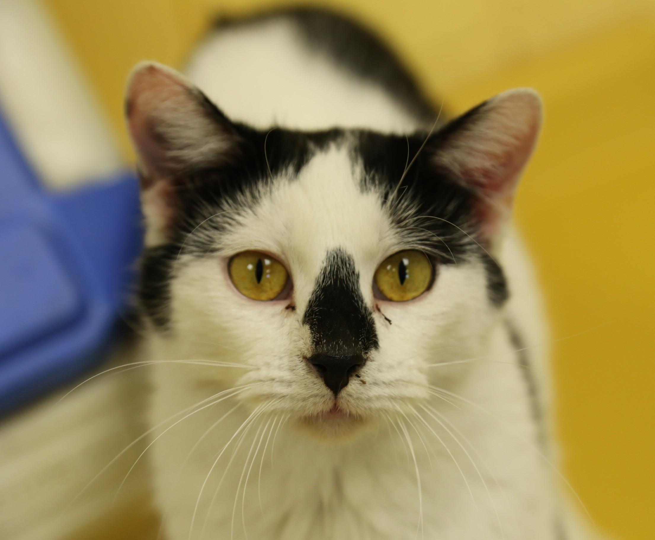 Max, a Adoptable mixed breed in Keokuk, IA image 2/12