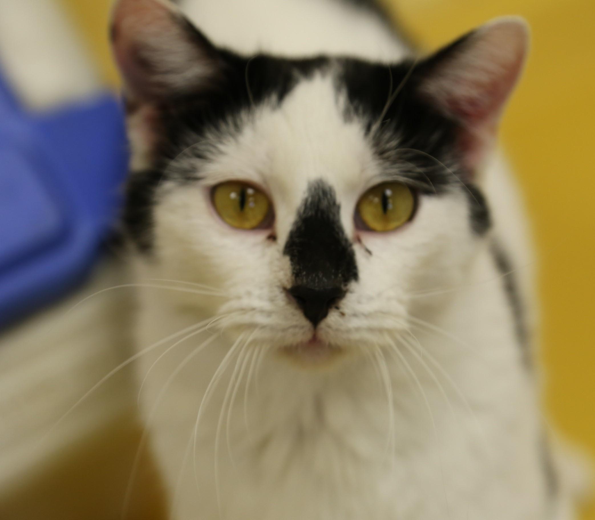 Max, a Adoptable mixed breed in Keokuk, IA image 3/12