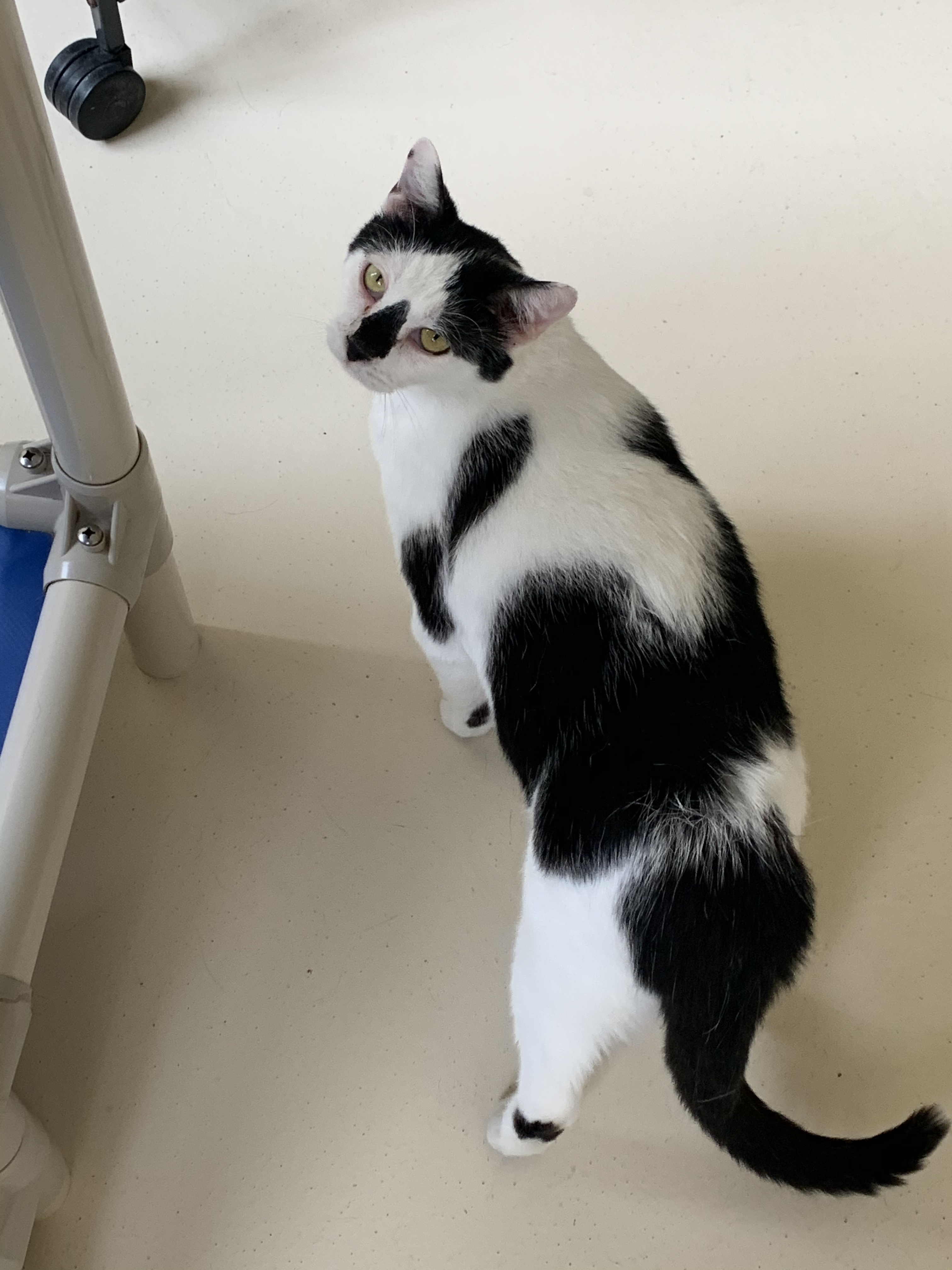 Max, a Adoptable mixed breed in Keokuk, IA image 4/12