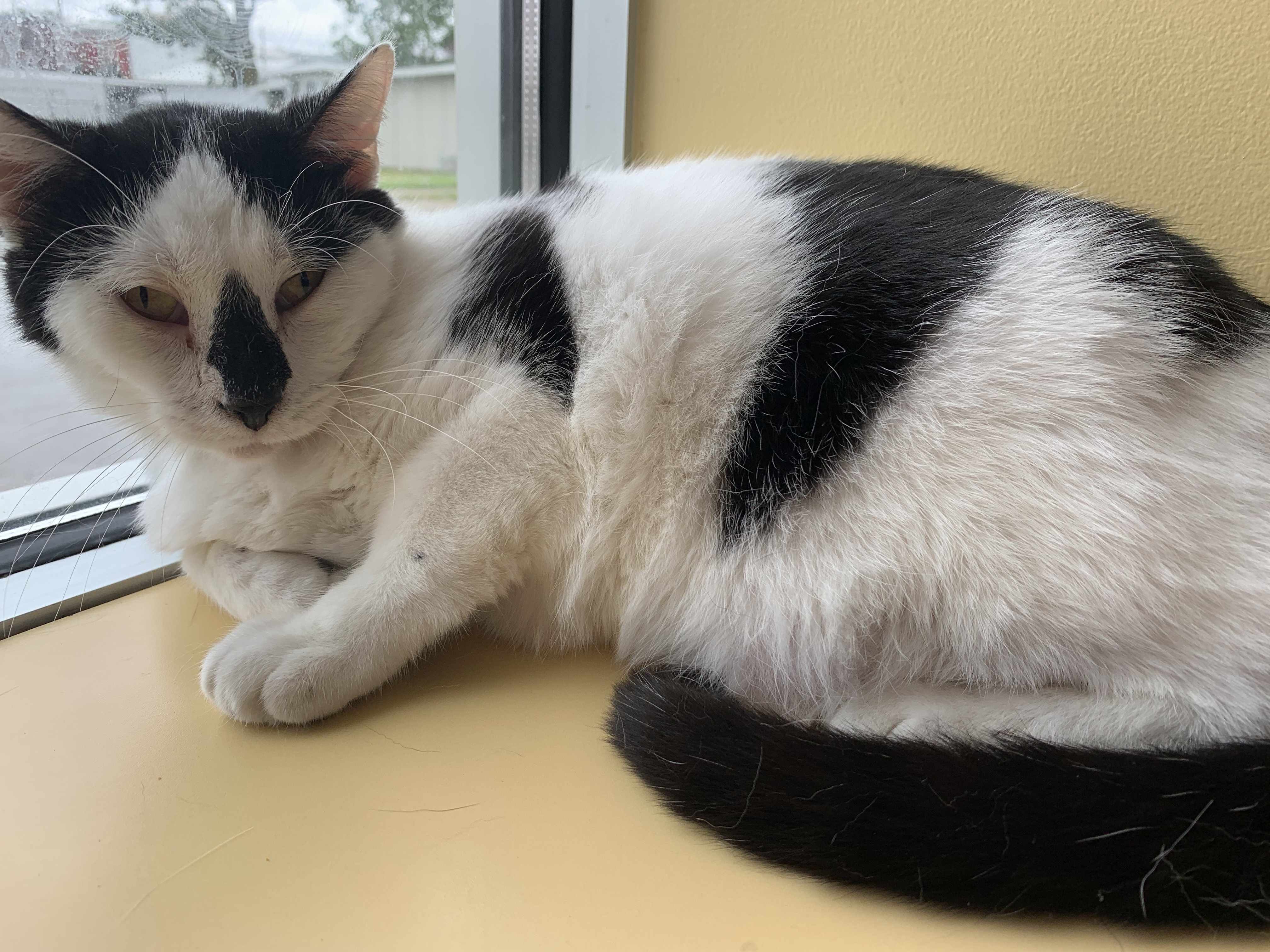 Max, a Adoptable mixed breed in Keokuk, IA image 5/12